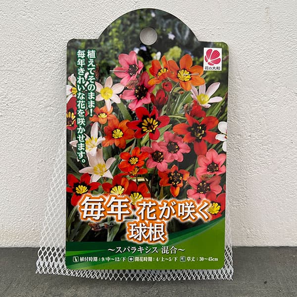 スパラキシス:混合10球入り