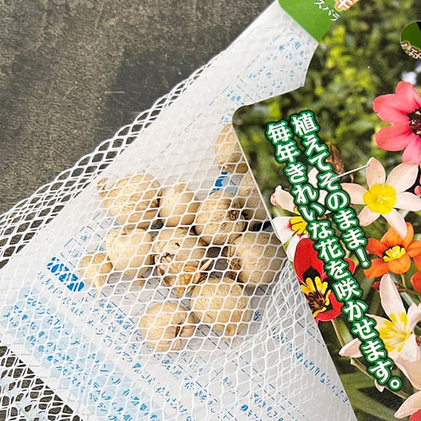 スパラキシス:混合10球入り