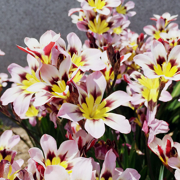 スパラキシス:混合10球入り