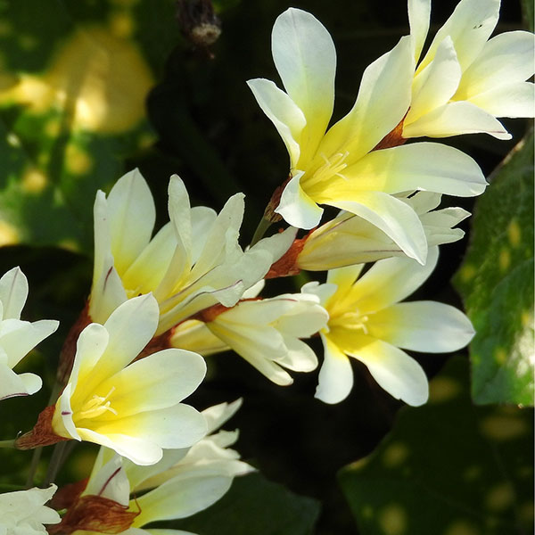 スパラキシス:混合10球入り