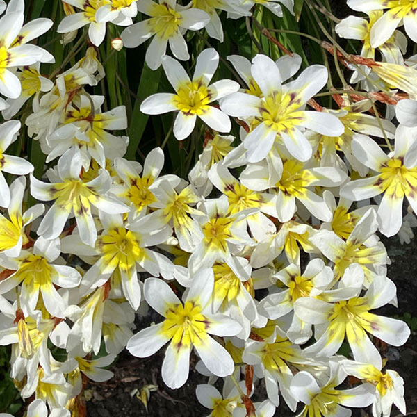 スパラキシス:混合10球入り