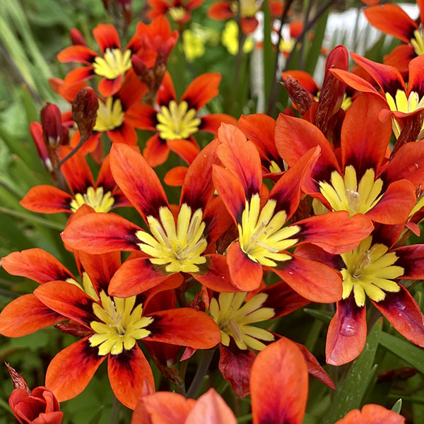 スパラキシス:混合10球入り