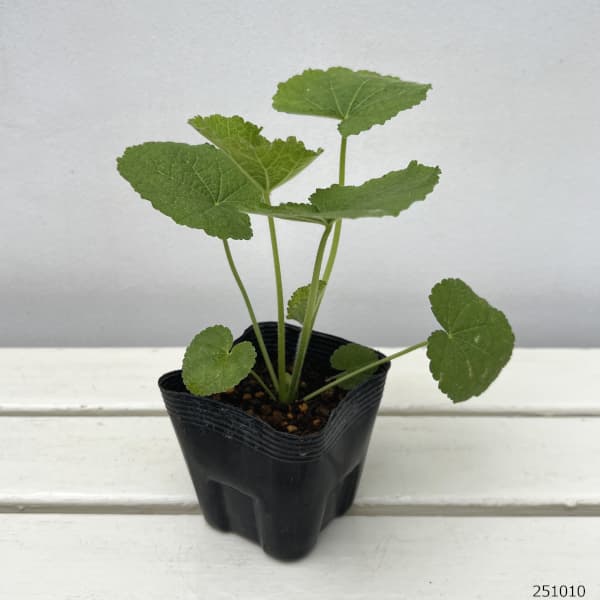 アルセア(タチアオイ):ダブルバイオレット3.5号ポット 4株セット