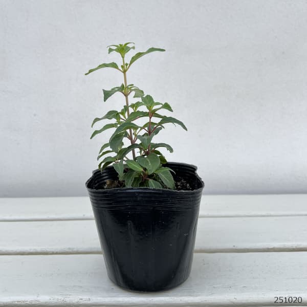 ガーデンフクシア：アイスダンス3.5号ポット