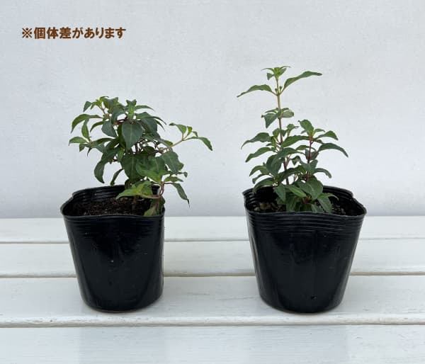 ガーデンフクシア：アイスダンス3.5号ポット