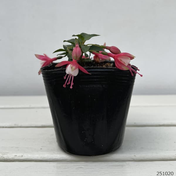 ガーデンフクシア:サンタローザ3.5号ポット