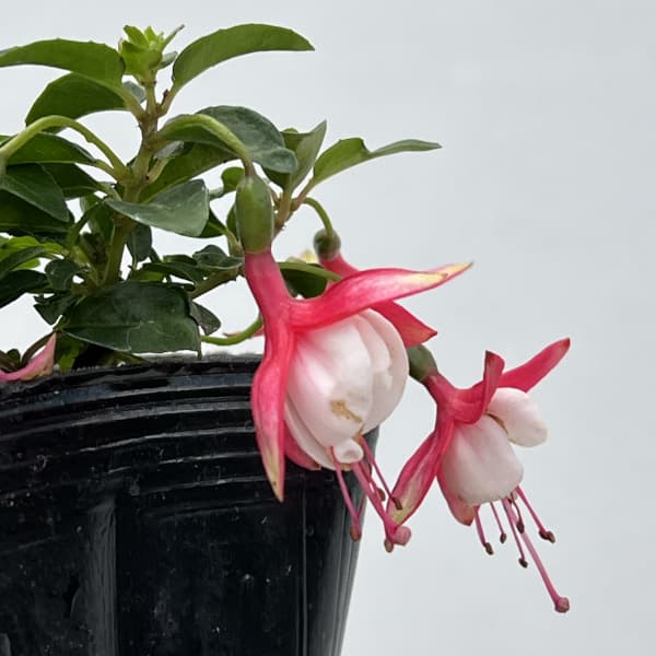 ガーデンフクシア:サンタローザ3.5号ポット