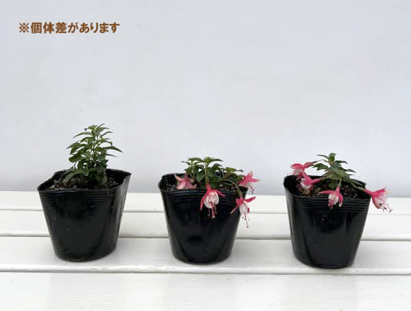 ガーデンフクシア:サンタローザ3.5号ポット