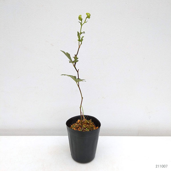 トリカブト（アコニタム）：二色咲トリカブト3～3.5号ポット