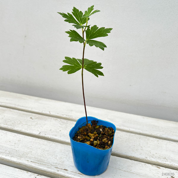 トリカブト（アコニタム）：二色咲トリカブト3～3.5号ポット