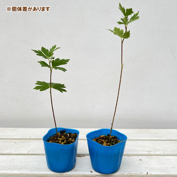 トリカブト（アコニタム）：二色咲トリカブト3～3.5号ポット