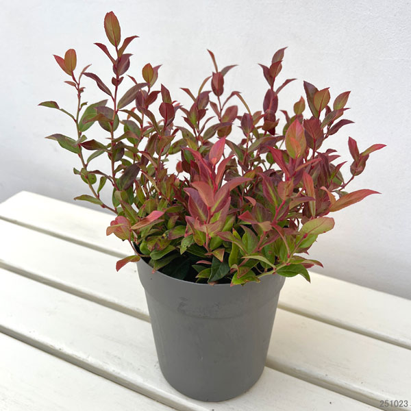 西洋イワナンテン(岩南天):スカーレッタ 5号鉢植え