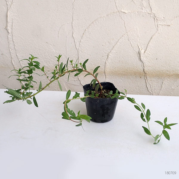 [26年2月中下旬予約]ミソハギ（禊萩）3号ポット