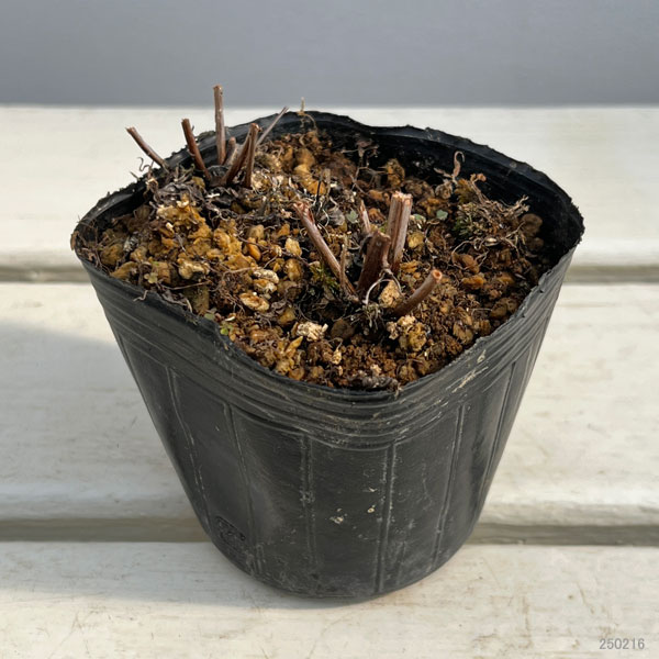 ミソハギ（禊萩）3号ポット 3株セット