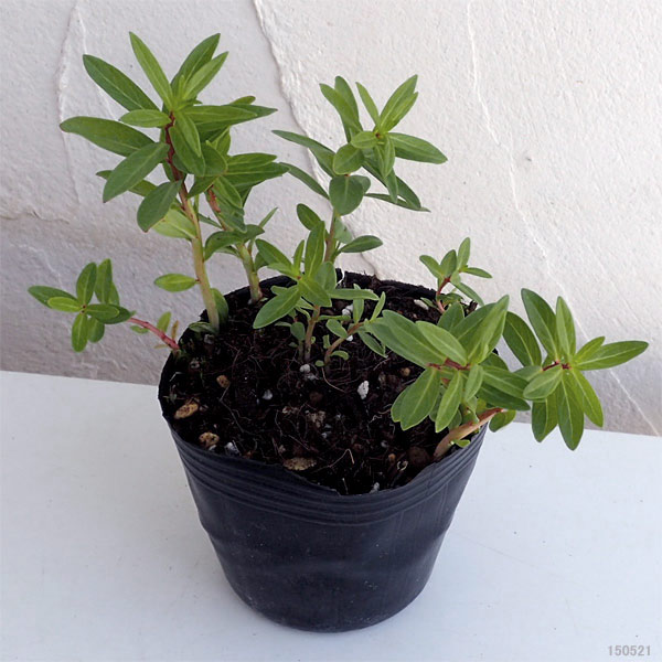 [26年2月中下旬予約]ミソハギ（禊萩）3号ポット