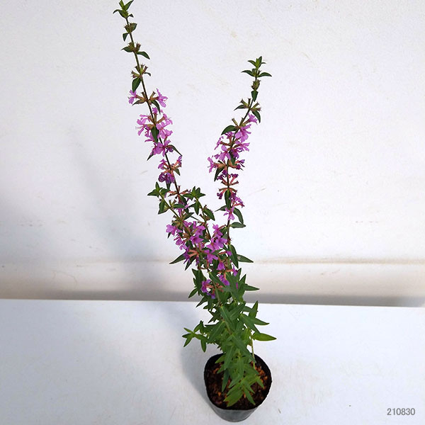 [26年2月中下旬予約]ミソハギ（禊萩）3号ポット