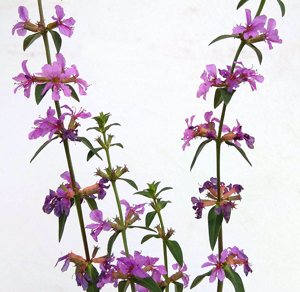 [26年2月中下旬予約]ミソハギ（禊萩）3号ポット