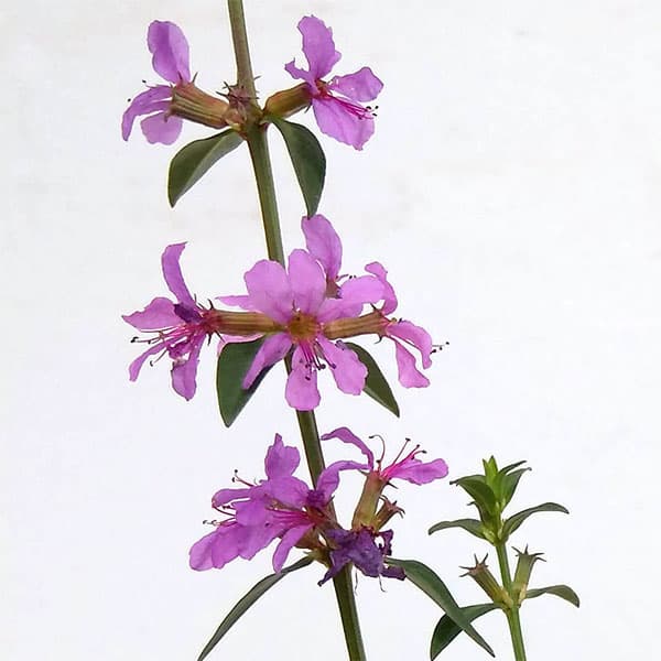 [26年2月中下旬予約]ミソハギ（禊萩）3号ポット