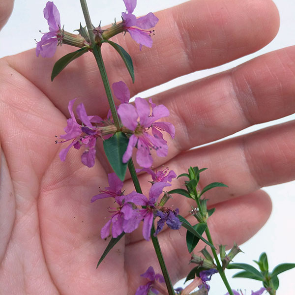 [26年2月中下旬予約]ミソハギ（禊萩）3号ポット