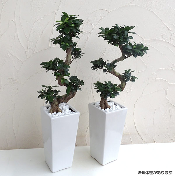 園芸ネット本店｜ガジュマル7号白角陶器鉢植え（曲りタイプ） の通販