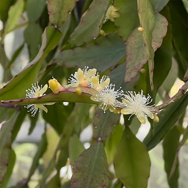 リプサリス：エリプティカ5号吊鉢