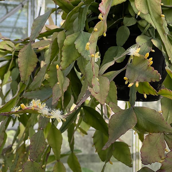 リプサリス：エリプティカ5号吊鉢