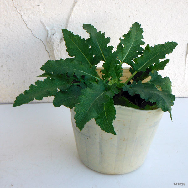 サルビア  シューレンバーグ3.5号ポット