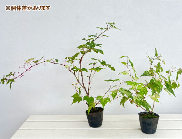 ノブドウ（野葡萄）：斑入り 3号ポット