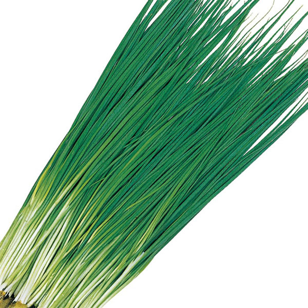 ネギ：九条葉ネギ[香り良く薬味に大活躍！　サカタ　野菜タネ]