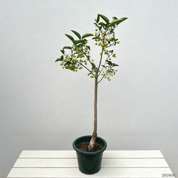 マユミ：白玉（シラタマ）マユミ6号鉢植え