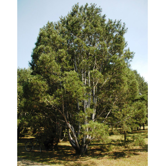 ハクショウ（白皮松・白松）樹高30cm根巻き
