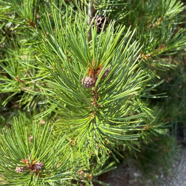 ハクショウ　白松 ハクショウ（白皮松・白松）樹高30cm根巻き の通販 | 園芸ネット