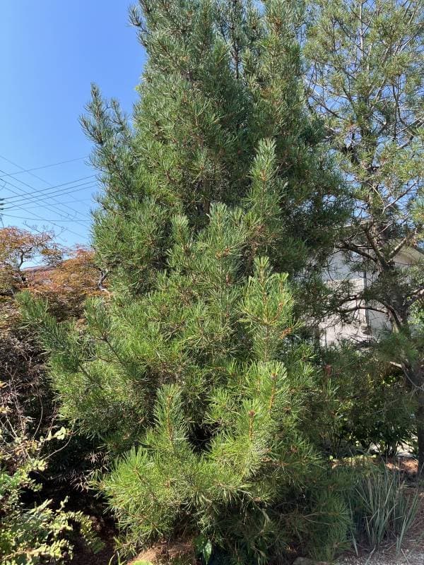 ハクショウ　白松 ハクショウ（白皮松・白松）樹高30cm根巻き の通販 | 園芸ネット