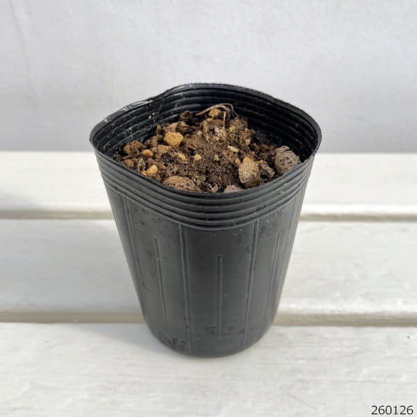 アルストロメリア原種系:パーペルキュラ3号ポット