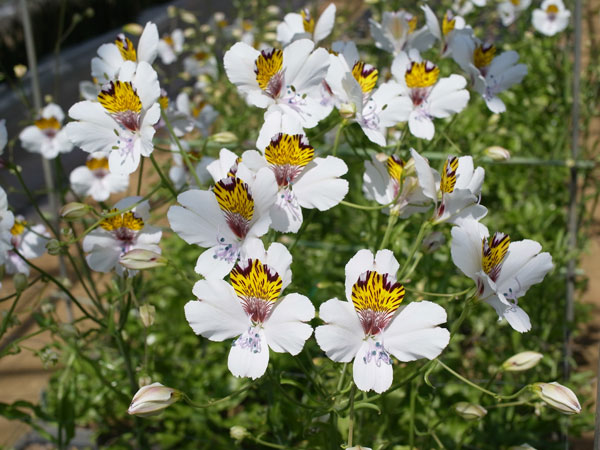 アルストロメリア:マグニフィカ ガヤナ1球