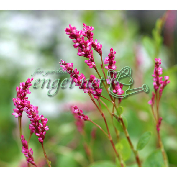 染色に使われる植物の苗3品種セット（タデアイ・日本ムラサキ・タンジー）