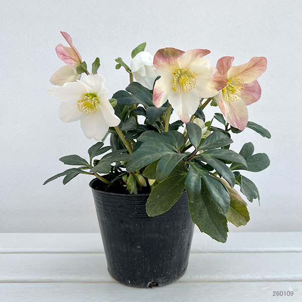 クリスマスローズ（原種系）：*ニゲルHGCジョエル4.5号ポット