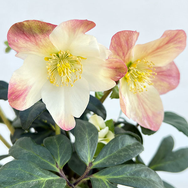 クリスマスローズ（原種系）：*ニゲルHGCジョエル4.5号ポット