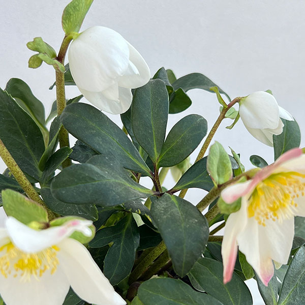 クリスマスローズ（原種系）：*ニゲルHGCジョエル4.5号ポット