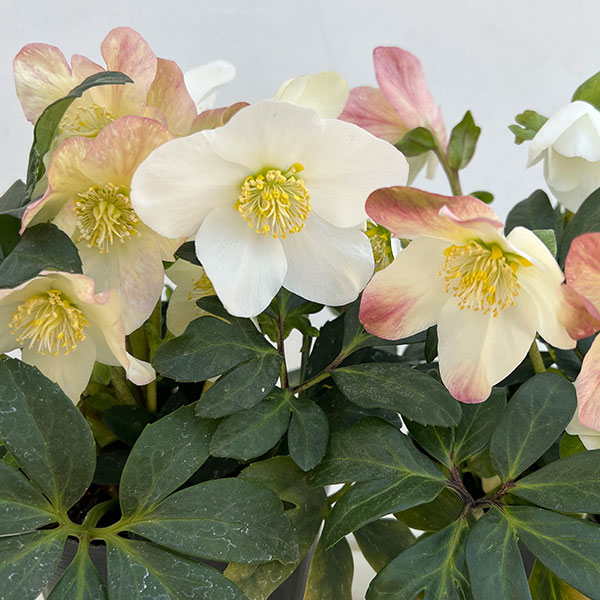 クリスマスローズ（原種系）：*ニゲルHGCジョエル4.5号ポット