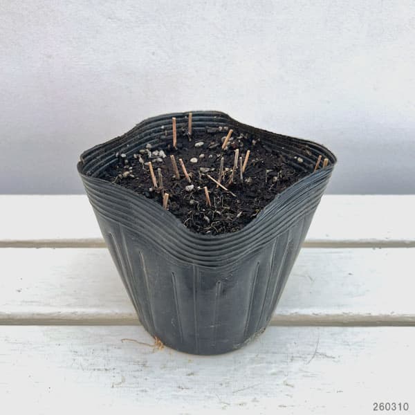 パニカム：ヘビーメタル5号ポット