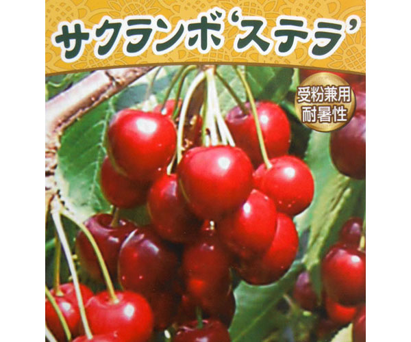 [25年10月中下旬予約]サクランボ：ステラ4～5号ポット