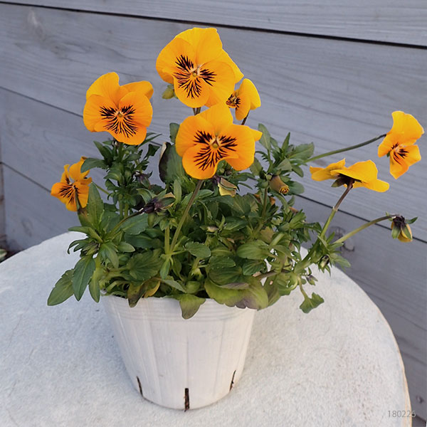 ビオラ:オレンジタイガーアイ3~3.5号ポット 6株セット