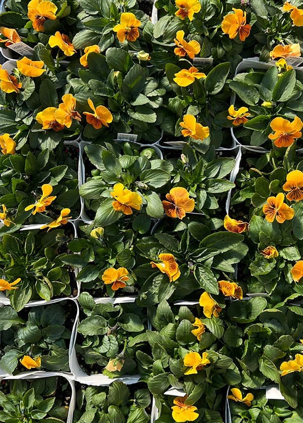 ビオラ:オレンジタイガーアイ3~3.5号ポット 6株セット