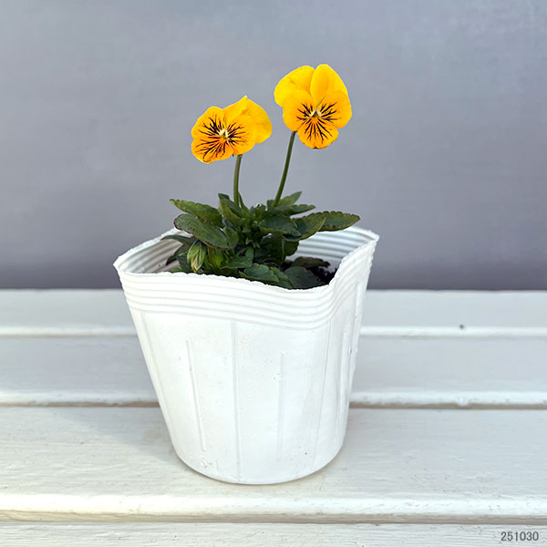 ビオラ:オレンジタイガーアイ3~3.5号ポット 6株セット