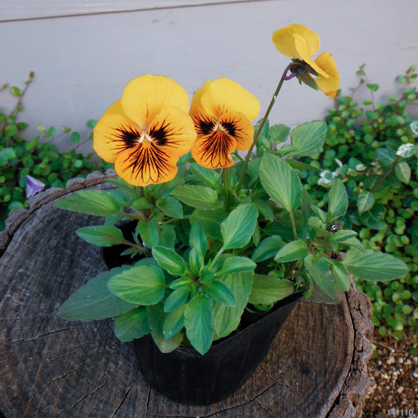 ビオラ:オレンジタイガーアイ3~3.5号ポット 3株セット