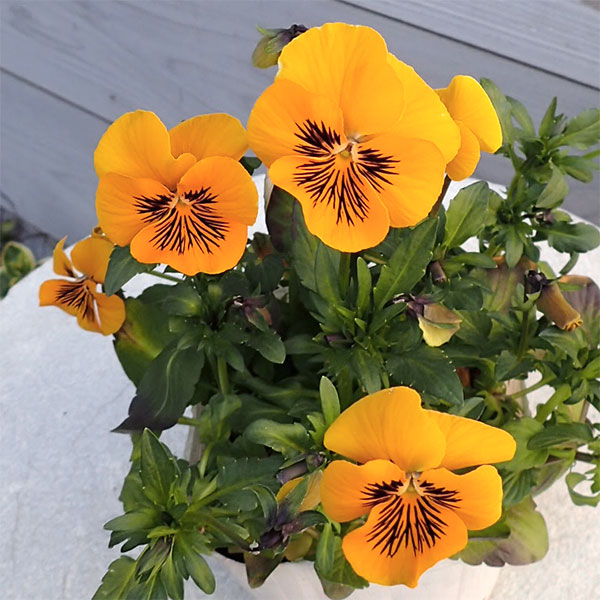 ビオラ:オレンジタイガーアイ3~3.5号ポット 3株セット
