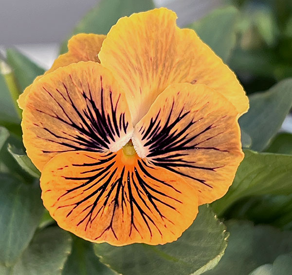 ビオラ:オレンジタイガーアイ3~3.5号ポット 6株セット