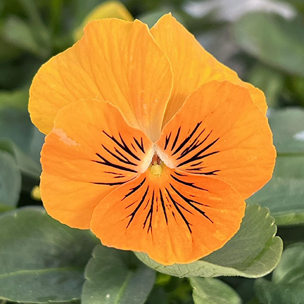 ビオラ:オレンジタイガーアイ3~3.5号ポット 6株セット