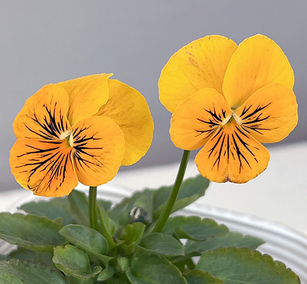 ビオラ:オレンジタイガーアイ3~3.5号ポット 6株セット